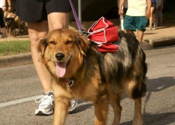 কোয়ারেন্টাইনে বন্দী,  পোষা কুকুরকে খুশি করতে তাই অভিনব উদ্যোগ মালিকের