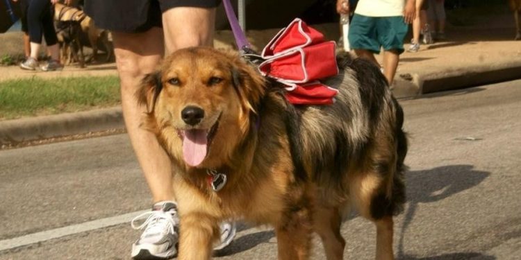 কোয়ারেন্টাইনে বন্দী,  পোষা কুকুরকে খুশি করতে তাই অভিনব উদ্যোগ মালিকের