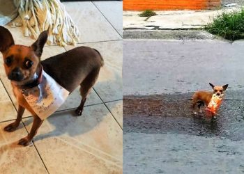 কোয়ারেন্টাইনে ঘরবন্দী মালিক, দোকান থেকে ‘স্ন্যাকস’ এনে দিল পোষা কুকুর!