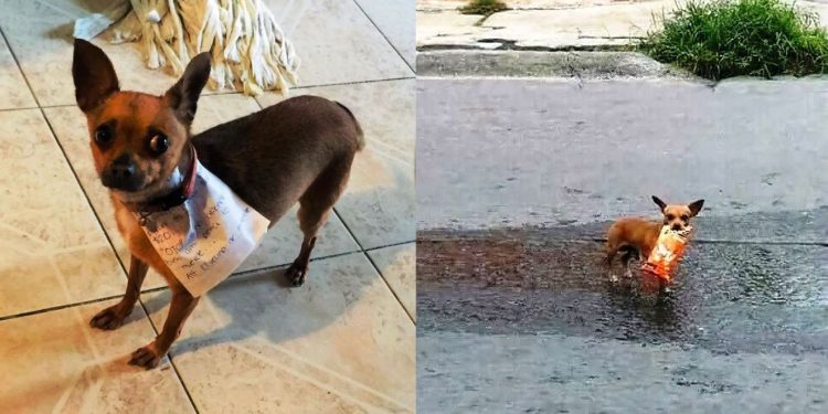 কোয়ারেন্টাইনে ঘরবন্দী মালিক, দোকান থেকে ‘স্ন্যাকস’ এনে দিল পোষা কুকুর!