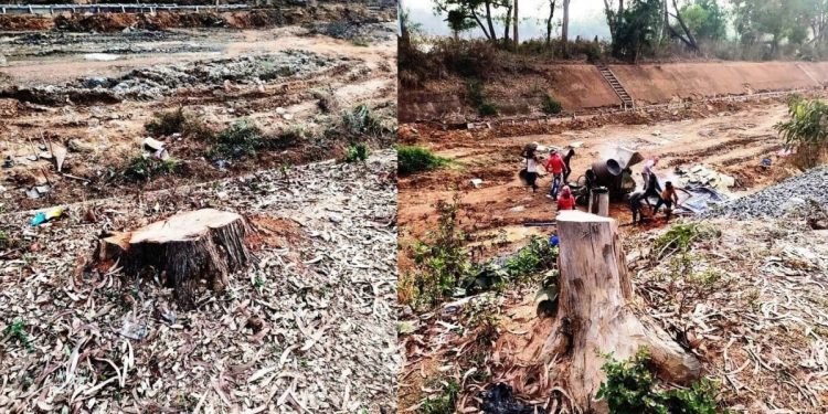 সোনাঝুরির রাস্তায় খুন অজস্র গাছ, শান্তিনিকেতন হচ্ছে কলকাতার মিনি সংস্করণ