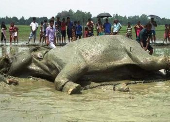 রাষ্ট্রের বোকামি কেড়েছিল নিরীহ হাতির প্রাণ, তাঁর মৃত্যুতে আজও কাঁদে একটি গোটা গ্রাম!