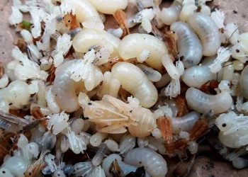 নিছক খাবারই নয়, রয়েছে নানা ভেষজ গুণও! জিভে জল আনে এই পিঁপড়ের ডিম ‘কুরকুট’!