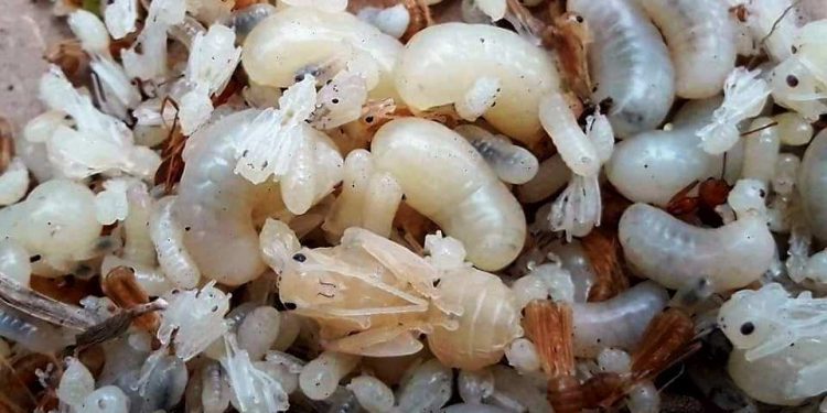 নিছক খাবারই নয়, রয়েছে নানা ভেষজ গুণও! জিভে জল আনে এই পিঁপড়ের ডিম ‘কুরকুট’!