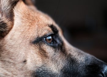 একটু ভালবাসার খোঁজে এক অভিমানী কুকুরের আত্মহত্যা!