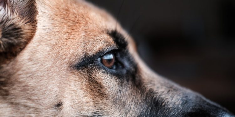 একটু ভালবাসার খোঁজে এক অভিমানী কুকুরের আত্মহত্যা!