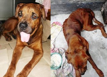 ‘মা’ হতে অক্ষম কুকুরকে রাস্তায় ফেলে পালাল মালিক, নিষ্ঠুরতার বিচার কি আদৌ হবে?