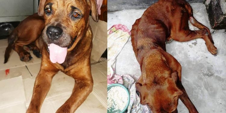 ‘মা’ হতে অক্ষম কুকুরকে রাস্তায় ফেলে পালাল মালিক, নিষ্ঠুরতার বিচার কি আদৌ হবে?