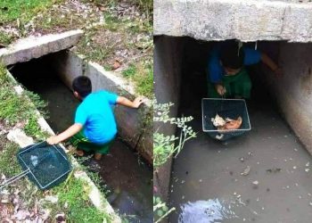 উদ্ধার! ড্রেনের মধ্যে ঢুকে খুদে বাঁচাল বেড়ালের জীবন! ধ্বংসের মাঝেও যেন একমুঠো আশার আলো!