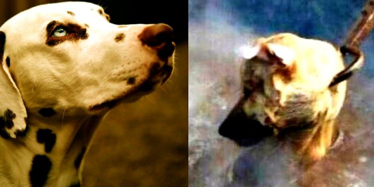 চিনের ইউলিনে নিষেধাজ্ঞাকে বুড়ো আঙুল দেখিয়েই শুরু হচ্ছে কুকুর খুনের নৃশংস উৎসব!