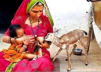 মাতৃহারা হরিণ ছানা পান করে চলেছে মানব মায়ের দুধ! প্রকৃতিকে আগলে রাখে ভারতেরই বিশনয়ীরা