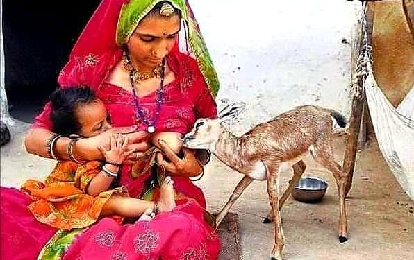 মাতৃহারা হরিণ ছানা পান করে চলেছে মানব মায়ের দুধ! প্রকৃতিকে আগলে রাখে ভারতেরই বিশনয়ীরা
