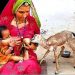 মাতৃহারা হরিণ ছানা পান করে চলেছে মানব মায়ের দুধ! প্রকৃতিকে আগলে রাখে ভারতেরই বিশনয়ীরা