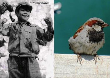 প্রায় ৬৫ কোটি চড়ুই পাখি খুন করেছিল চিন, প্রকৃতিও নিয়েছিল    তার নির্মম প্রতিশোধ!