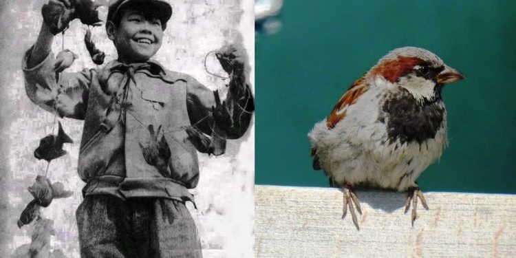 প্রায় ৬৫ কোটি চড়ুই পাখি খুন করেছিল চিন, প্রকৃতিও নিয়েছিল তার নির্মম প্রতিশোধ!