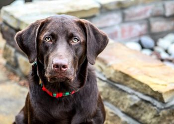 প্রিয় মানুষের প্রাণ বাঁচানোর উপহার! তাকে দিতে হল নিজের প্রাণই!