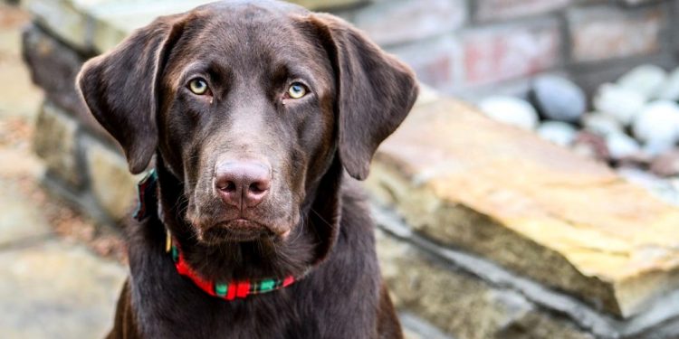 প্রিয় মানুষের প্রাণ বাঁচানোর উপহার! তাকে দিতে হল নিজের প্রাণই!