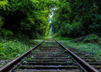 বন্য প্রাণীর রক্তে মাখা এক খুনি রেল লাইনের গল্প, যার পরতে পরতে লেগে রক্তের দাগ!