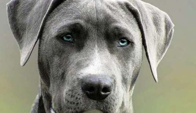 প্রয়োজন পড়বে না টেস্ট কিটের, গন্ধ শুঁকে কুকুরই দেবে করোনার হদিশ!