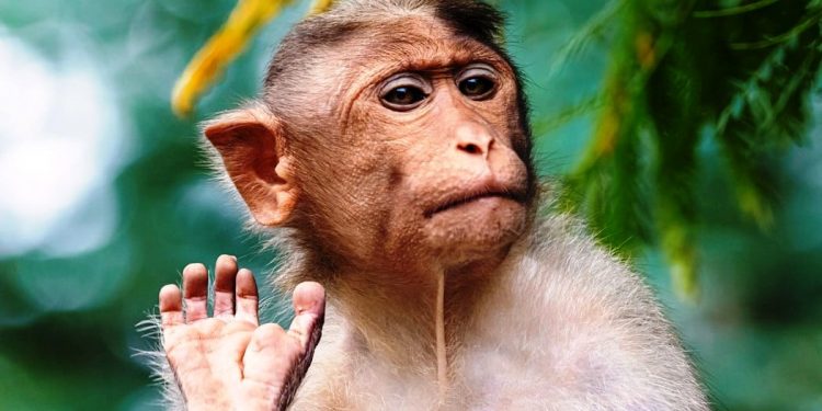 ফাঁসির দড়িতে ছটফট করতে করতে নৃশংস মৃত্যু বাঁদরের! খুনির ভূমিকায় আবারও পৃথিবীর শ্রেষ্ঠ জীব!