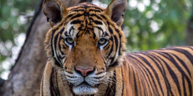 আমফান তাণ্ডবের পরেও ক্ষতিগ্রস্ত হয়নি সুন্দরবনের রয়্যাল বেঙ্গল টাইগার! বরং বেড়েছে তাদের বৃদ্ধির হার