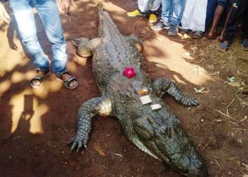 বাচ্চারা নির্ভয়ে পিঠে চেপে দীঘি পারাপার করত, সংবেদনশীল গঙ্গারামকে চোখের জলেই শেষ বিদায় জানিয়েছিল গোটা গ্রাম!