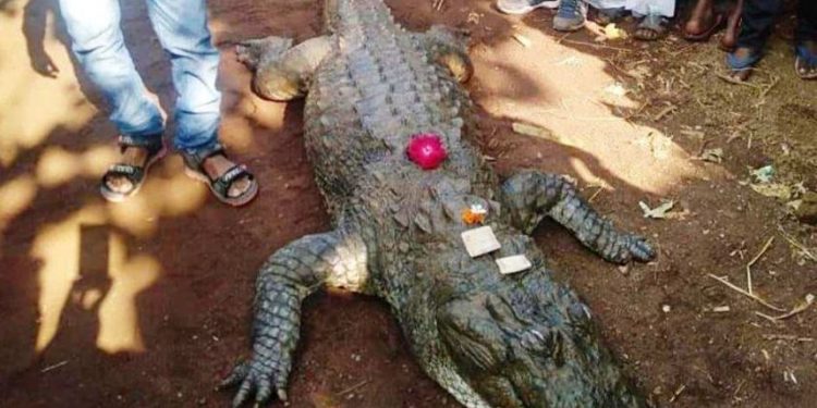 বাচ্চারা নির্ভয়ে পিঠে চেপে দীঘি পারাপার করত, সংবেদনশীল গঙ্গারামকে চোখের জলেই শেষ বিদায় জানিয়েছিল গোটা গ্রাম!