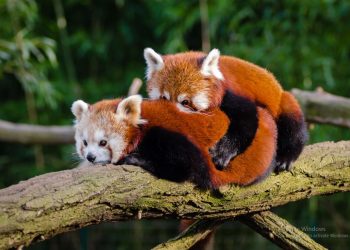 মহামারী শুধু প্রাণ কাড়ছেই না, দিচ্ছে প্রাণের জন্মও! রাজ্যের দুই চিড়িয়াখানায় নিয়মিত বাড়ছে বিপন্ন প্রাণীর সংখ্যা!