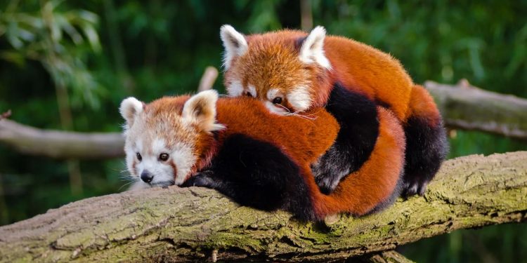 মহামারী শুধু প্রাণ কাড়ছেই না, দিচ্ছে প্রাণের জন্মও! রাজ্যের দুই চিড়িয়াখানায় নিয়মিত বাড়ছে বিপন্ন প্রাণীর সংখ্যা!