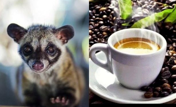 এক কাপ কফির দাম ৩০০০ টাকা! গন্ধগোকুলের মল থেকেই তৈরি হয় বিশ্বের সবচেয়ে দামী কফি!