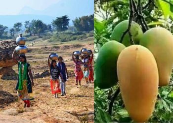 চাষের অযোগ্য পরিত্যক্ত জমিতেই আম ফলিয়ে স্বনির্ভর হওয়ার পথে বাঁকুড়ার শবর মহিলারা!