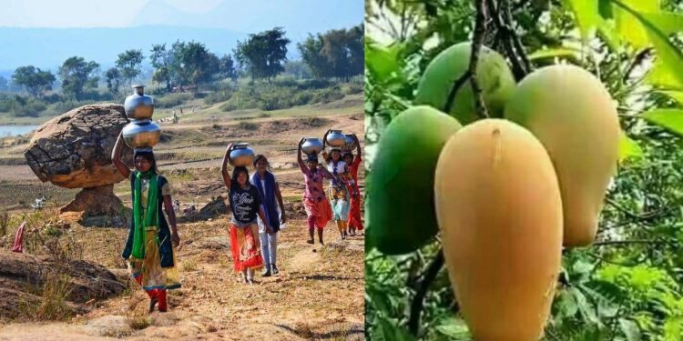 চাষের অযোগ্য পরিত্যক্ত জমিতেই আম ফলিয়ে স্বনির্ভর হওয়ার পথে বাঁকুড়ার শবর মহিলারা!