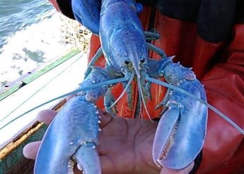 দুশো মিলিয়ন পেরিয়ে তবেই দেখা মেলে নীলরঙা গলদা চিংড়ির, যার পোশাকি নাম ‘ব্লু লবস্টার’!