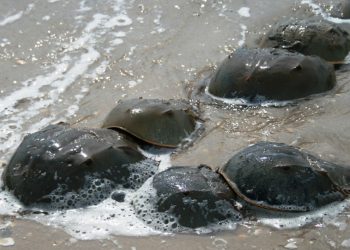 তার এক লিটার রক্তের দাম ১২ লাখ টাকা! চিকিৎসা বিজ্ঞানেও বিশেষ গুরুত্বপূর্ণ এই অশ্বক্ষুরাকৃতি কাঁকড়া