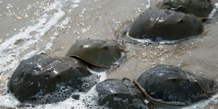 তার এক লিটার রক্তের দাম ১২ লাখ টাকা! চিকিৎসা বিজ্ঞানেও বিশেষ গুরুত্বপূর্ণ এই অশ্বক্ষুরাকৃতি কাঁকড়া