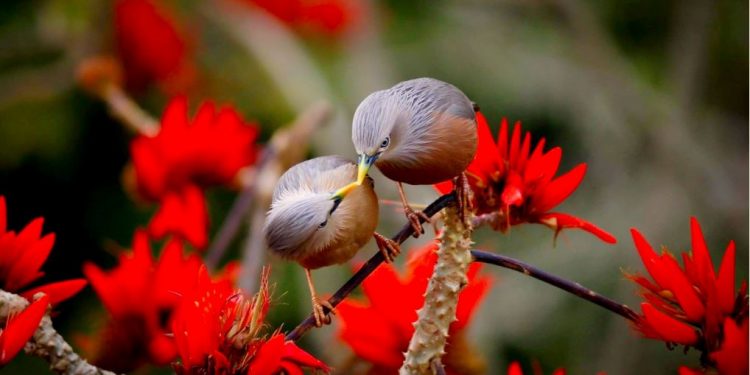 শালিকের খুনসুটির ছবি তুলে আন্তর্জাতিক শিরোপা ছিনিয়ে নিলেন বাংলাদেশের যুবক!