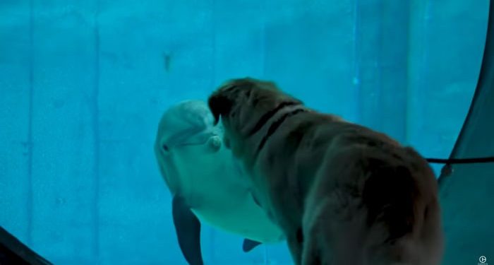 অনলাইনেই বন্ধুত্ব, মিলল সরাসরি দেখা করার সুযোগও! এক আশ্চর্য গল্পের সাক্ষী নেটিজেনরাও