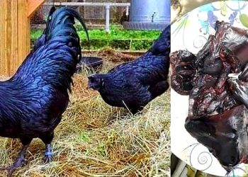 মুরগীর মাংস, তাও নাকি ধূসর কালো ! এ যে ‘গল্প হলেও সত্যি’