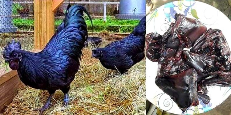 মুরগীর মাংস, তাও নাকি ধূসর কালো ! এ যে ‘গল্প হলেও সত্যি’