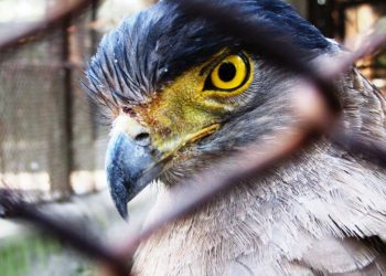 অনলাইনে চিড়িয়াখানা দর্শন, খুদেদের মন ভালো করতে নয়া উদ্যোগ আলিপুর চিড়িয়াখানার!