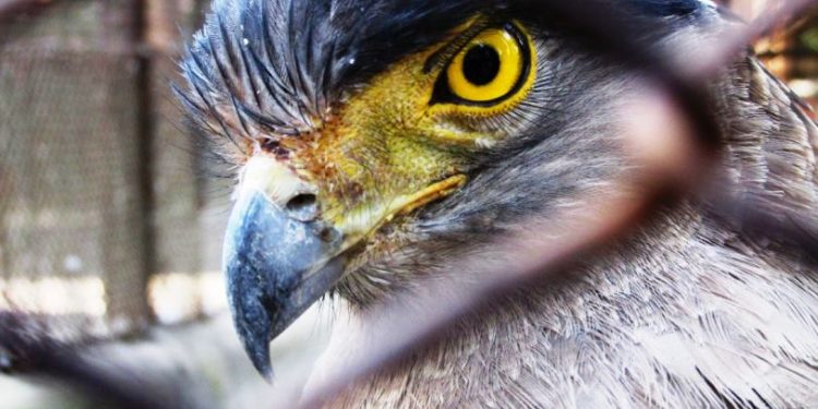 অনলাইনে চিড়িয়াখানা দর্শন, খুদেদের মন ভালো করতে নয়া উদ্যোগ আলিপুর চিড়িয়াখানার!