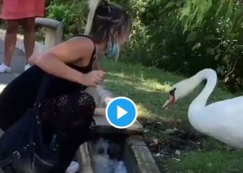 সঠিকভাবে মাস্ক না পরায় রেগে গেল রাজহাঁস! মহিলার ওপর ঝাঁপিয়ে পড়ার ভাইরাল ভিডিওয় হইচই নেটপাড়ায়!