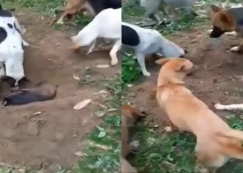 বন্ধুর মৃত্যুতেও পাশে থাকল কুকুরের দল, অমানবিকতার দুনিয়ায় তারাই শেখালো ‘পাশে থাকা’র মানে!