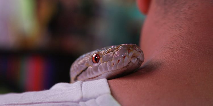 যমের দুয়ারে কাঁটা! এক মাসে আট বার সাপের কামড় খেয়েও জ্যান্ত কিশোর!