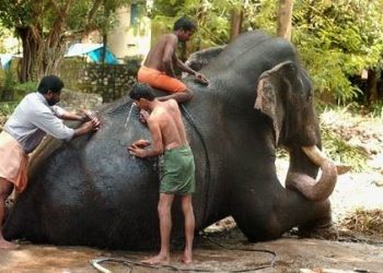 হাতির জন্যই তৈরি মস্ত এক স্পা সেন্টার! জানুন কোন রাজ্যে রয়েছে পশুপ্রেমের সেই লীলাক্ষেত্র?