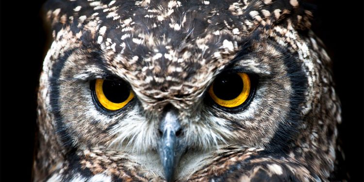 লক্ষীর বাহন পেঁচাই কেন? আসুন জেনে নেওয়া যাক!