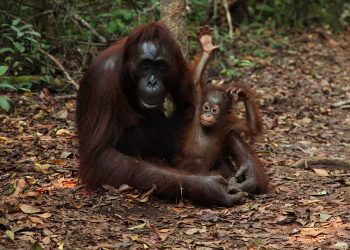 গর্ভধারণ পরীক্ষার ফল ‘নেগেটিভ’! তারপরও সন্তানের ‘মা’ হলেন লিয়া