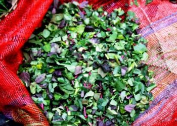 ভূত চতুর্দশীতে চোদ্দ শাক কোনগুলো ধরা হয়ে থাকে?