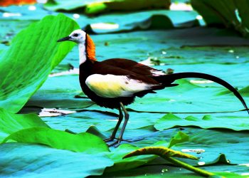 পাখিদের ‘সিঙ্গল ফাদার’ এই পাখী সন্তানকে একাই আগলে রাখে!
