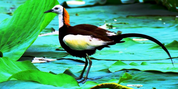 পাখিদের ‘সিঙ্গল ফাদার’ এই পাখী সন্তানকে একাই আগলে রাখে!